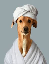 Profile for Lauren Kane Photography