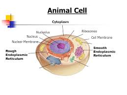 Maybe you would like to learn more about one of these? Plant And Animal Cell Organelles And Functions Ppt Video Online Download