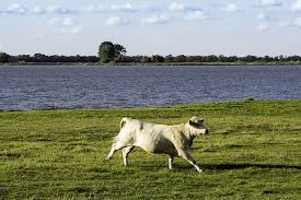 Cow Running Cow Baby Cows Animals