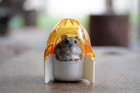 For a pet hamster, that place is their bedding. How To Bathe A Hamster 5 Effective Methods Step By Step Instructions