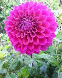 Purple Joy Dahlia Purple Dahlia Rhizome