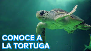 We did not find results for: Como Viven Las Tortugas Marinas Videos De Animales Para Ninos Youtube