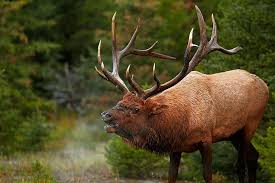 Elk, the largest and most advanced subspecies of red deer (cervus elaphus), found in north america and in high mountains of central asia. Hd Wallpaper 35 Bull Deer Elk Elks Animal Themes One Animal Antler Wallpaper Flare