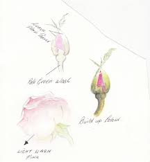Water Color Pencil Roses Tutorial Step By Step Total Art Soul Forum Watercolor Water Color Pencil Watercolor Pencils