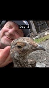 Day five of Shadow, the wild grouse of the Callaghan, following me around  this week. #grouse #birdwatching #friendforlife