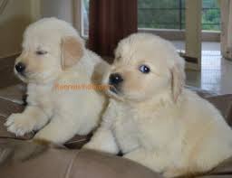 Check out our corgi gifts selection for the very best in unique or custom, handmade pieces from our shops. Pure Breed Golden Retriever Puppy For Sale In Bangalore Karnataka