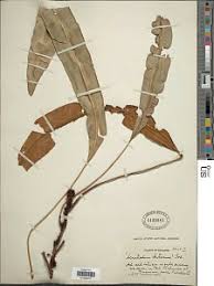 Image result for Elaphoglossum acrostichoides