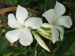 Image result for dipladenie suaveolens obrázek