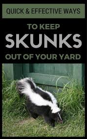 Try These Methods You Just Might Be Successful In Getting Rid Of Skunks Thus If You Don T Know How To Keep Skunks Skunk Smell In House Skunk Repellent Skunk