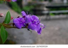 Image result for Dissotis pulchra