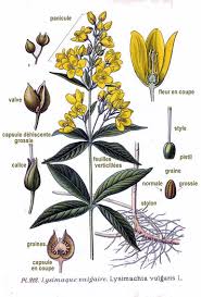 Image result for Lysimachia