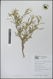 Image result for Dicoma tomentosa