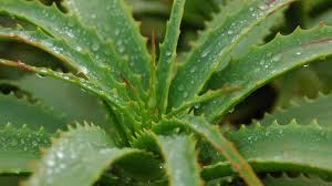 Für ihre frische, beruhigende gesichtsmaske aus aloe vera brauchen sie nun nur noch einen teelöffel honig und einen esslöffel speisequark aus. Haare Waschen Mit Aloe Vera So Geht S Richtig Focus De