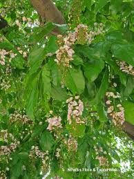 Image result for Millettia pinnata
