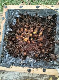 Stingless bee or lebah kelulut farmers are advised to adopt nanotechnology in order to increase production of kelulut honey pemelihara kelulut menternak kelulut bagi menuai madu dan produk haif yang lain termasuklah propolisdebungadan lilin lebah. Halo Bosku Kami Sarang Lebah Kelulut Mersing Facebook