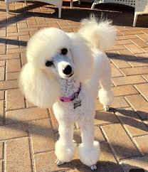 Pin On Animales