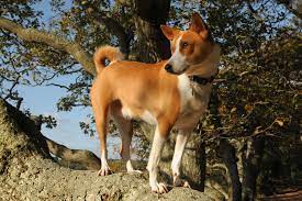 Ancient Dog Dna Shows Early Spread Around The Globe The New York Times