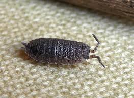 Check spelling or type a new query. How To Get Rid Of Wood Lice In The Apartment Effective Ways To Rid Your Home Of This Pest