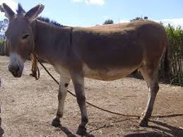 Is that donkey is a domestic animal, , similar to a horse while camel is a beast of burden, much used in desert areas, of the genus camelus. Donkeys New With Animal Welfare Information Infonet Biovision Home