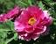 China National Flower Drawing