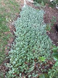 Image result for Stemodia