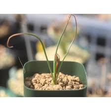 Image result for Dipcadi brevifolium