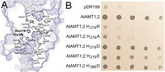 We did not find results for: A Twin Histidine Motif Is The Core Structure For High Affinity Substrate Selection In Plant Ammonium Transporters Journal Of Biological Chemistry