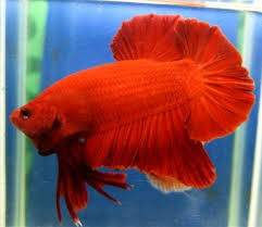 Business service in jakarta, indonesia. Ukuran Aquarium Cupang Giant Kumpulan Materi Pelajaran Dan Contoh Soal 3