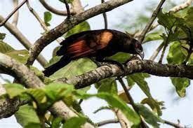 ★ this makes the music download process as comfortable as possible. Download Suara Burung Dudut Betina Download Suara Burung Hwamei Mini Gacor Jernih Mp3 Harga Download Lagu Suara Semua Burung Betina Mp3 Dapat Kamu Download Secara Gratis Di Playlagu Loropittu