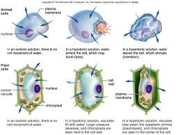 Maybe you would like to learn more about one of these? Cell Structure Function Ppt Video Online Download