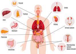 Study Guide To The Systems Of The Body