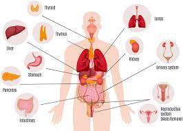 There are almost 78 organs in a human body which vary according to their sizes, functions or actions. Study Guide To The Systems Of The Body