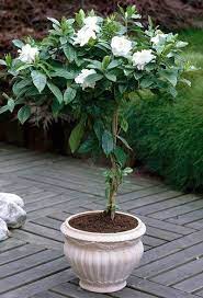 Get free shipping on qualified gardenia trees or buy online pick up in store today in the outdoors department. Fragrant Blooms On A Dwarf Tree Plants Patio Trees Gardenia Trees