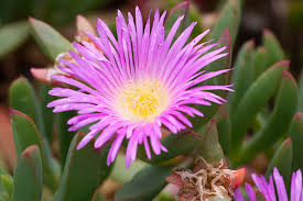 Image result for Carpobrotus