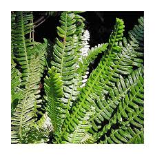 Image result for Blechnum punctulatum