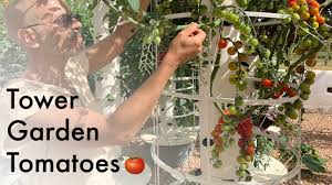 We did not find results for: Agrotonomy Tower Farms How To Grow Tomatoes On A Tower Garden Facebook