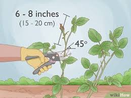 Image result for cuttings of roses