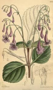 Image result for Streptocarpus myoporoides