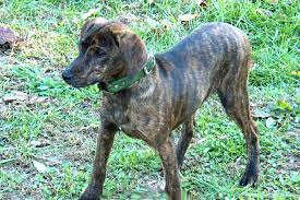 Game dogs for sale in tennessee. Treeing Tennessee Brindle Dog Breed Information American Kennel Club