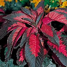 See more ideas about josephs coat, joseph, paper crafts. Joseph S Coat Amaranthus Amaranthus Tricolor My Garden Life