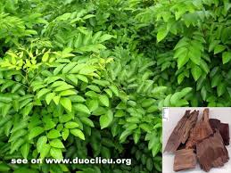 Image result for Dalbergia nitidula