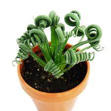 Albuca spiralis 'frizzle sizzle' is a staff favorite here at little prince. Albuca Spiralis Frizzle Sizzle Unusual Bulbous Plant