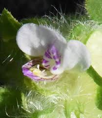 Image result for Justicia nyassana