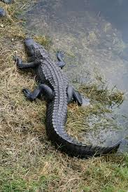 Black And White Tegu Lizard Sc Alligator Mississippiensis Canal Oasis Visitor Center Big Cypress National Preserve Collier County Florida 3 Animals Wild Crocodiles Alligator