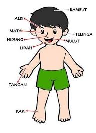  Gambar Animasi Anggota Tubuh Manusia Google Penelusuran Wajah Pria Manusia Perawatan Wajah