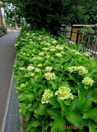 普通のアジサイに“斑入り”？？？｜園芸日記byきよ｜みんなの趣味の園芸｜158100