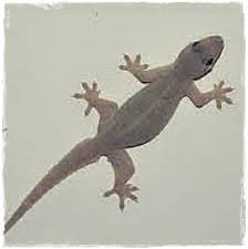 Maybe you would like to learn more about one of these? 18 Ciri Ciri Cicak