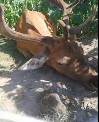 * indicațiile personalului parcului trebuie respectate. Imagini RevoltÄtoare Surprinse La Moara De Vant Din SÄlicea Un Cerb AgonizeazÄ RÄpus De CÄldurÄ I Love You Cluj