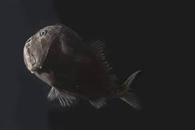 Ebay.com has been visited by 1m+ users in the past month Scientists Discover Ultra Black Fish That Absorbs 99 5 Of Light That Hits Its Skin Tech Explorist