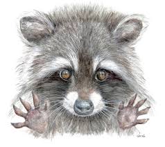 Every purchase you make puts money in an artist's pocket. Common Raccoon Cover Book Watercolor Raccoon Art Drawings Raccoon